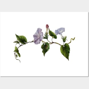 Koali awahia Ipomoea Indica Botanical Vector Art Posters and Art